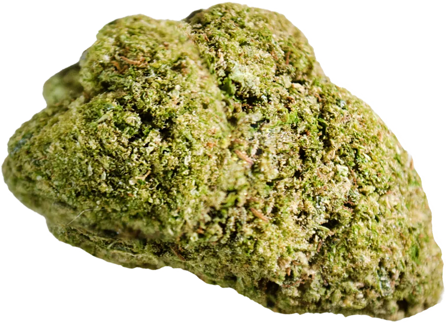 Infiorescenza Amnesia F.C.: cima tondeggiante e compatta, verde brillante, coperta da tricomi fitti