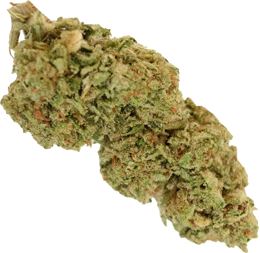 Infiorescenza Peach: cima compatta e tondeggiante, verde oliva con sfumature dorate e pistilli arancio-ramati