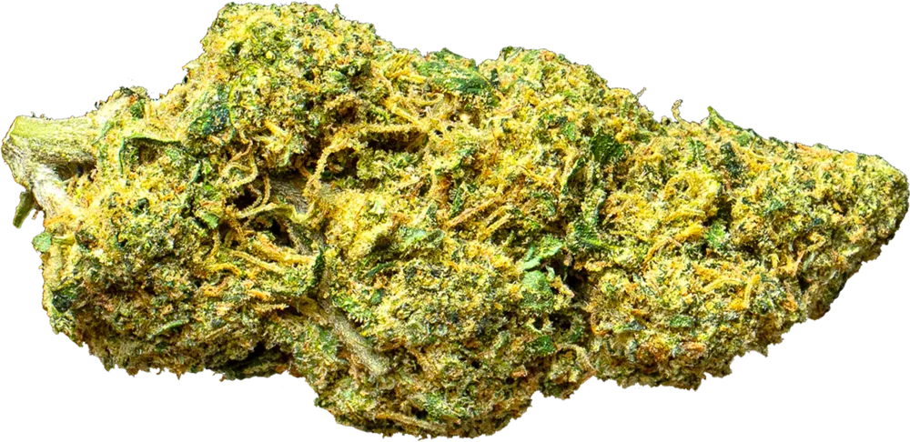 Fleur Super Lemon : tête allongée vert vif aux reflets jaune doré et pistils orange