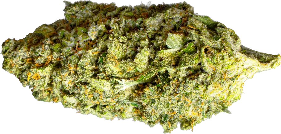 White Widow flower: conical medium-green bud covered in almost silver white resin